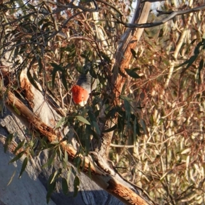 Callocephalon fimbriatum (Gang-gang Cockatoo) at Red Hill to Yarralumla Creek - 8 Dec 2018 by JackyF
