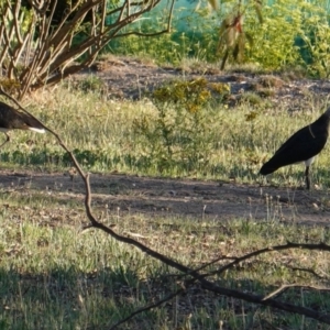 Threskiornis spinicollis at Hughes, ACT - 8 Dec 2018 07:19 PM