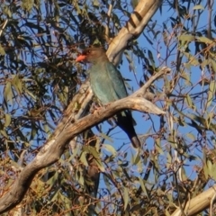 Eurystomus orientalis (Dollarbird) at Red Hill to Yarralumla Creek - 8 Dec 2018 by JackyF