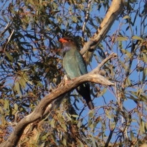 Eurystomus orientalis at Hughes, ACT - 8 Dec 2018