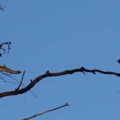 Eurystomus orientalis at Hughes, ACT - 8 Dec 2018