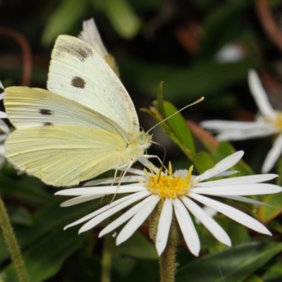 Pieris rapae (Cabbage White) at ANBG - 27 Nov 2018 by Tim L