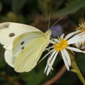 Pieris rapae at Hackett, ACT - 27 Nov 2018 01:58 PM