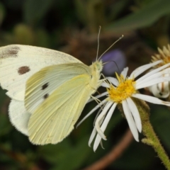 Pieris rapae at Hackett, ACT - 27 Nov 2018