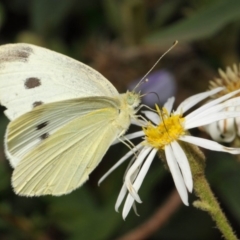 Pieris rapae at Hackett, ACT - 27 Nov 2018 01:58 PM