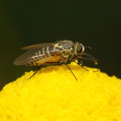 Australiphthiria hilaris (Slender Bee Fly) at Acton, ACT - 27 Nov 2018 by Tim L