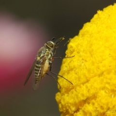 Australiphthiria hilaris at Acton, ACT - 27 Nov 2018