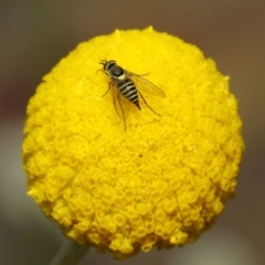 Australiphthiria hilaris at Acton, ACT - 27 Nov 2018