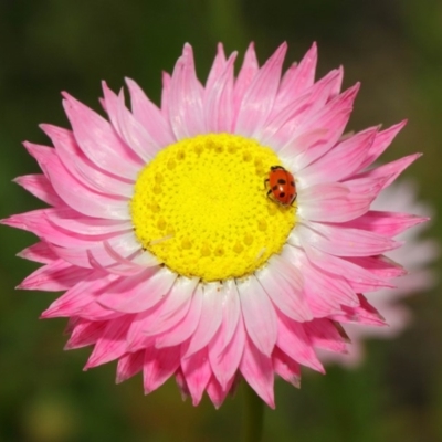 Hippodamia variegata (Spotted Amber Ladybird) at ANBG - 27 Nov 2018 by Tim L