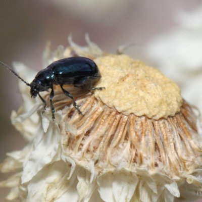 Altica sp. (genus) (Flea beetle) at ANBG - 27 Nov 2018 by TimL