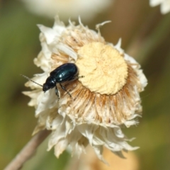 Altica sp. (genus) at Acton, ACT - 27 Nov 2018 02:13 PM