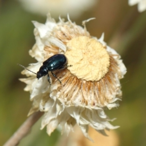 Altica sp. (genus) at Acton, ACT - 27 Nov 2018