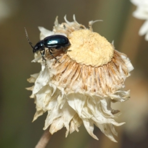 Altica sp. (genus) at Acton, ACT - 27 Nov 2018 02:13 PM