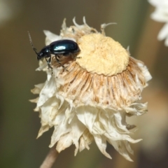 Altica sp. (genus) at Acton, ACT - 27 Nov 2018