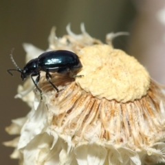 Altica sp. (genus) at Acton, ACT - 27 Nov 2018 02:13 PM