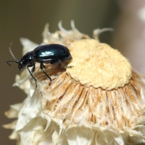 Altica sp. (genus) at Acton, ACT - 27 Nov 2018