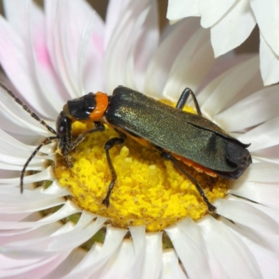 Chauliognathus lugubris (Plague Soldier Beetle) at ANBG - 27 Nov 2018 by TimL