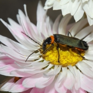 Chauliognathus lugubris at Acton, ACT - 27 Nov 2018