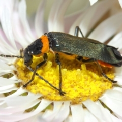 Chauliognathus lugubris at Acton, ACT - 27 Nov 2018