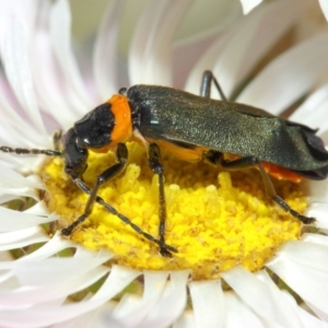 Chauliognathus lugubris at Acton, ACT - 27 Nov 2018