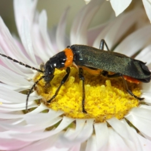 Chauliognathus lugubris at Acton, ACT - 27 Nov 2018