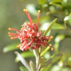 Grevillea (genus) (Grevillea) at Wamboin, NSW - 2 Nov 2018 by natureguy
