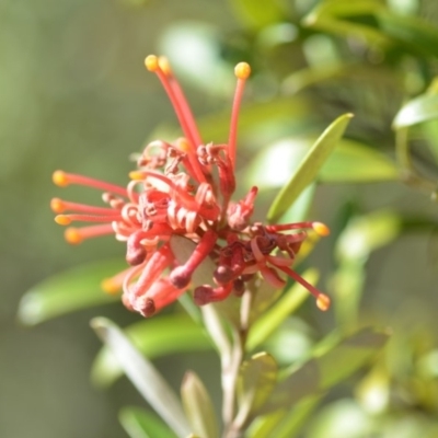 Grevillea (genus) (Grevillea) at Wamboin, NSW - 2 Nov 2018 by natureguy