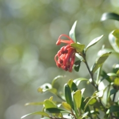 Grevillea sp. at Wamboin, NSW - 2 Nov 2018 12:36 PM