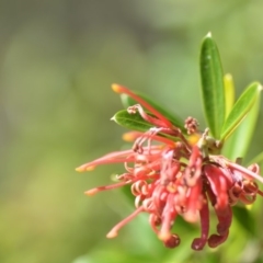 Grevillea sp. at Wamboin, NSW - 2 Nov 2018 12:36 PM