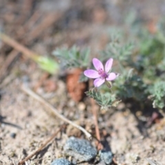 Erodium cicutarium (Common Storksbill, Common Crowfoot) at QPRC LGA - 2 Nov 2018 by natureguy