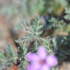 Erodium cicutarium at Wamboin, NSW - 2 Nov 2018