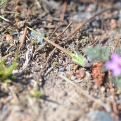 Erodium cicutarium at Wamboin, NSW - 2 Nov 2018 12:40 PM