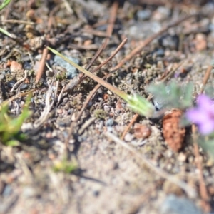 Erodium cicutarium at Wamboin, NSW - 2 Nov 2018