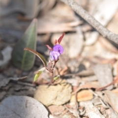 Hardenbergia violacea (False Sarsaparilla) at Wamboin, NSW - 2 Nov 2018 by natureguy