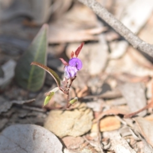 Hardenbergia violacea at Wamboin, NSW - 2 Nov 2018