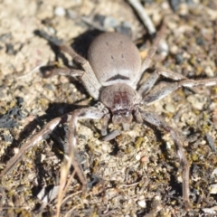 Isopeda (genus) (Huntsman Spider) at Wamboin, NSW - 2 Nov 2018 by natureguy