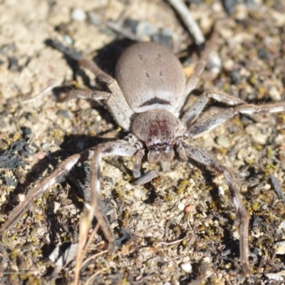 Isopeda sp. (genus) (Huntsman Spider) at QPRC LGA - 2 Nov 2018 by natureguy