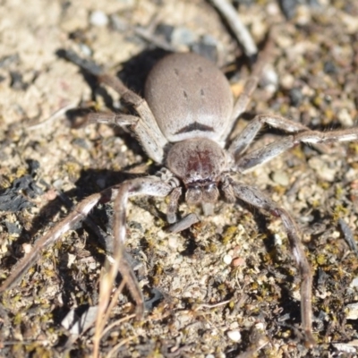 Isopeda (genus) (Huntsman Spider) at Wamboin, NSW - 2 Nov 2018 by natureguy