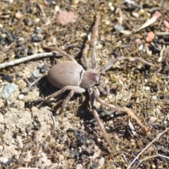 Isopeda sp. (genus) at Wamboin, NSW - 2 Nov 2018 12:47 PM