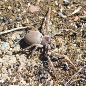 Isopeda sp. (genus) at Wamboin, NSW - 2 Nov 2018
