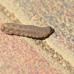 Noctuidae unclassified IMMATURE moth at Wamboin, NSW - 2 Nov 2018 02:29 PM