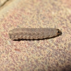 Noctuidae unclassified IMMATURE moth at Wamboin, NSW - 2 Nov 2018 02:29 PM