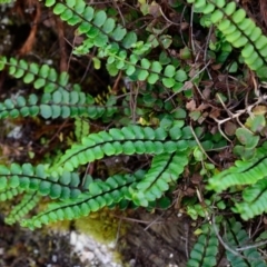 Asplenium trichomanes (Common Spleenwort) at Bolaro, NSW - 6 Dec 2018 by DavidMcKay