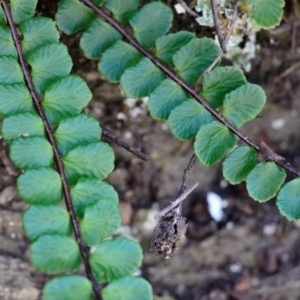 Asplenium trichomanes at Bolaro, NSW - suppressed