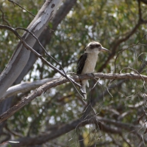 Dacelo novaeguineae at Bruce, ACT - 8 Dec 2018 11:08 AM