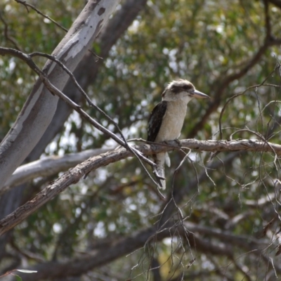 Dacelo novaeguineae (Laughing Kookaburra) at Point 103 - 8 Dec 2018 by ClubFED