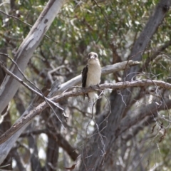 Dacelo novaeguineae at Bruce, ACT - 8 Dec 2018 11:08 AM