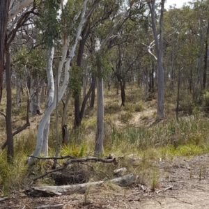 Dacelo novaeguineae at Bruce, ACT - 8 Dec 2018 11:08 AM