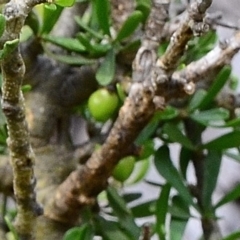 Melicytus angustifolius subsp. divaricatus at Bolaro, NSW - 5 Dec 2018