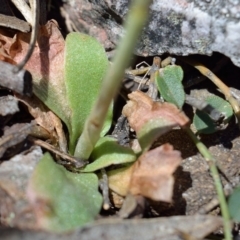 Oligochaetochilus aciculiformis (Needle-point rustyhood) at Bolaro, NSW - 3 Dec 2018 by DavidMcKay